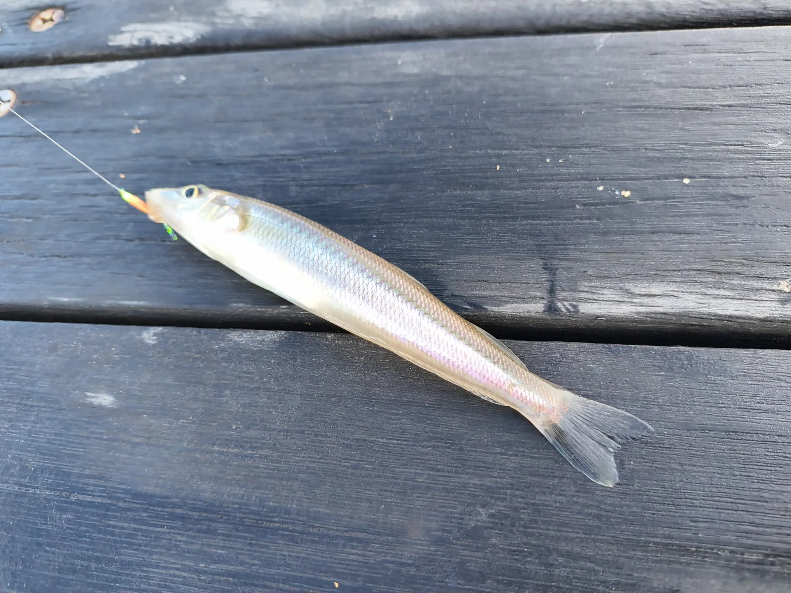 釣り針にかかった、銀色の細長いシロギス