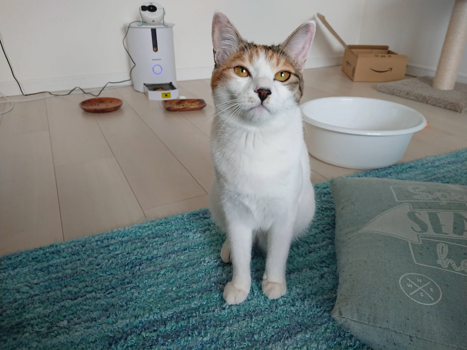 体が白く、鼻が黒い我が家の三毛猫が、青いラグの上に座っている